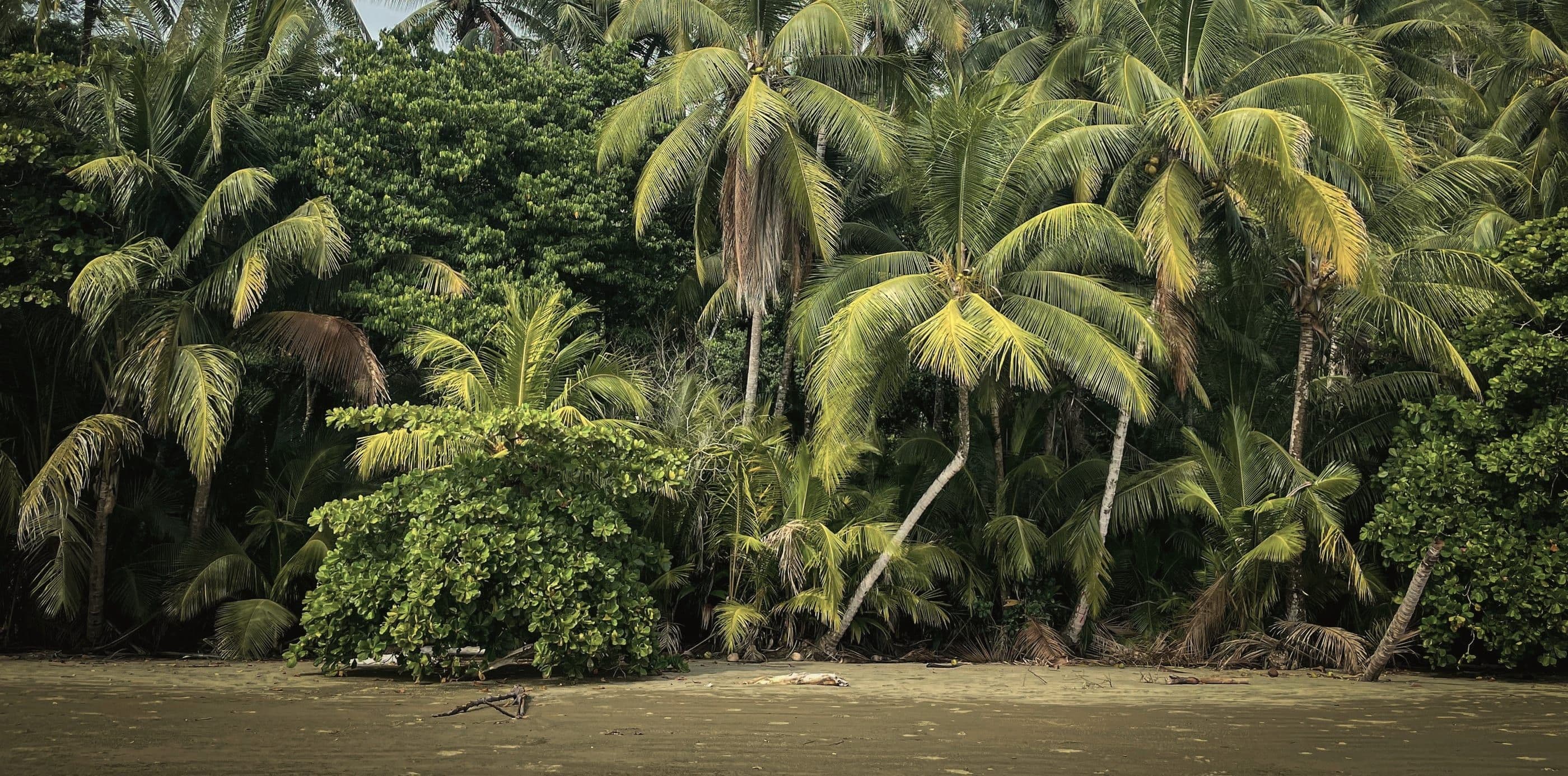 Palm trees leaning over the sand where jungle foliage meets the shoreline.