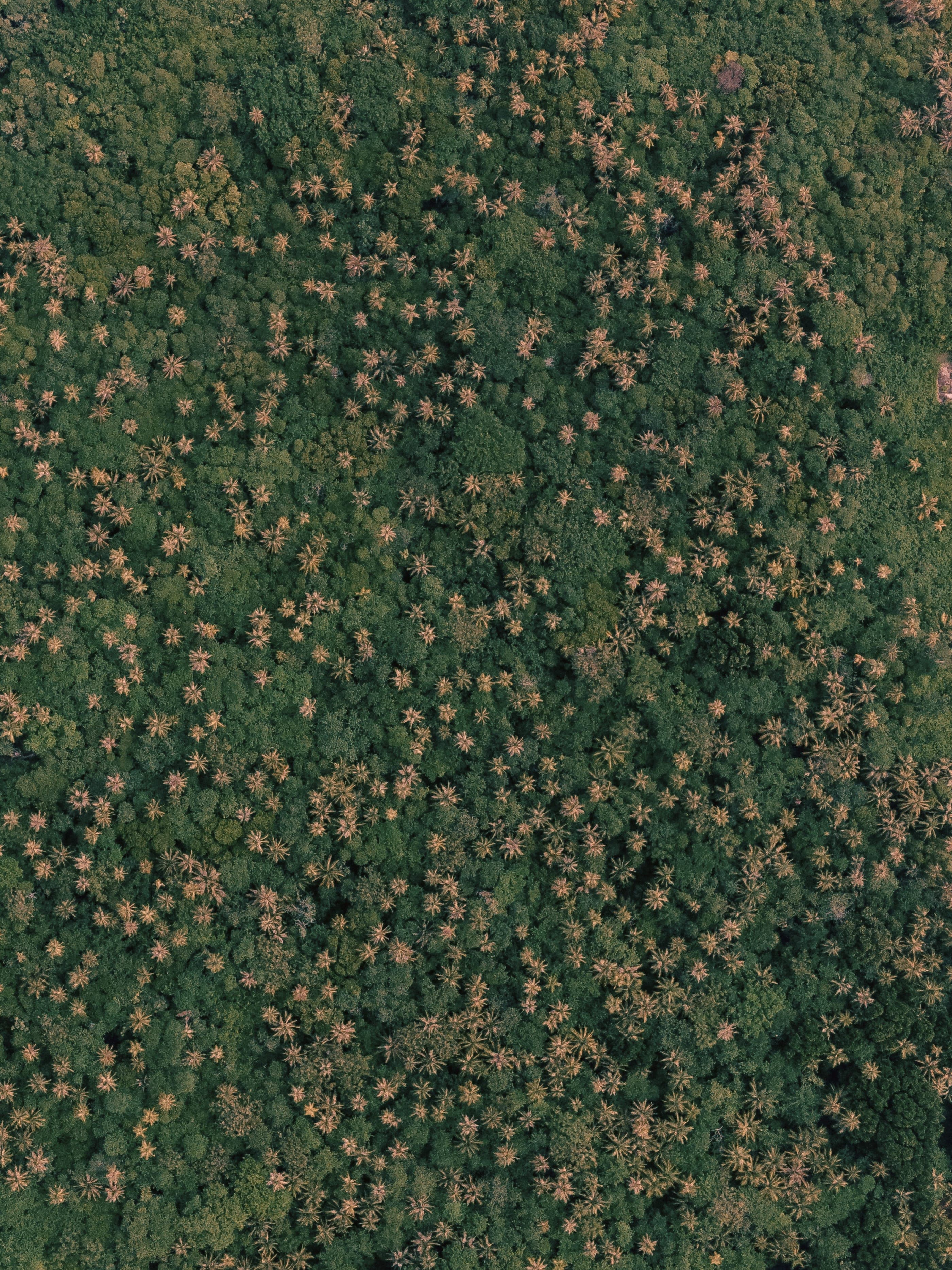 Palm crowns in a lowland jungle canopy, seen from above in low light.