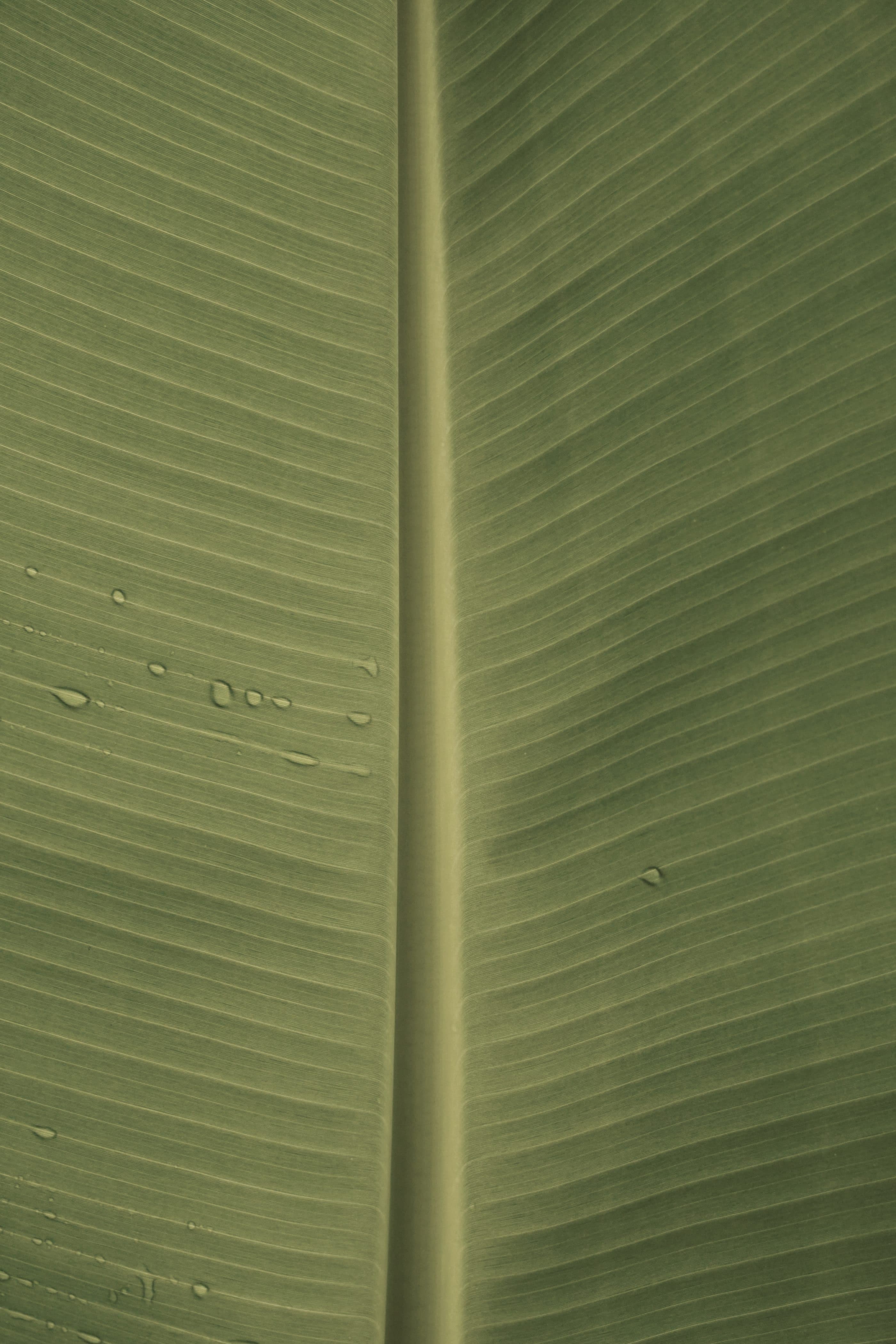Rain drops sitting on a backlit banana leaf.