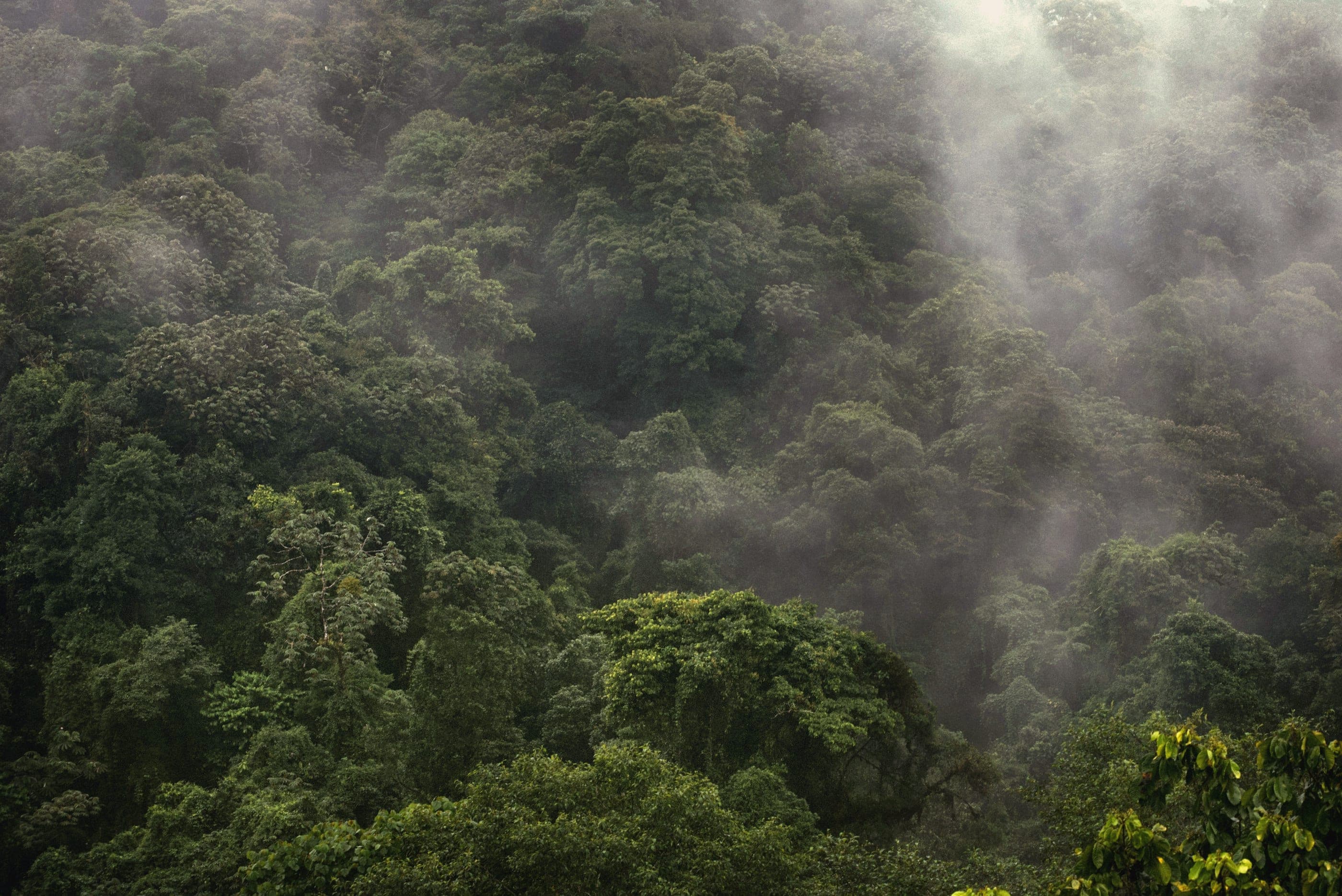 Mist moving over a broadleaf jungle canopy at first light.