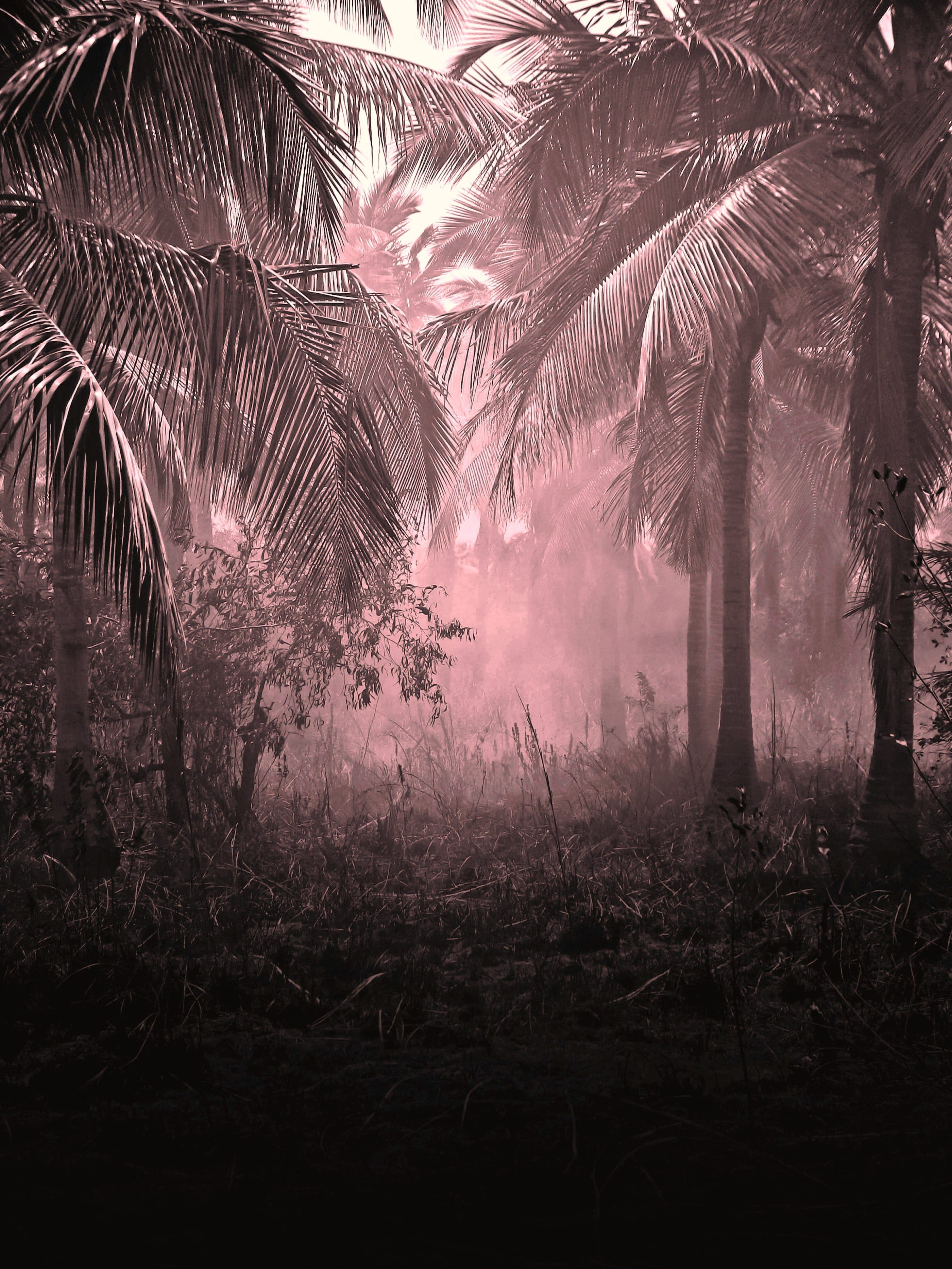 Palms in mist, the ground dark, warm light behind the trees.