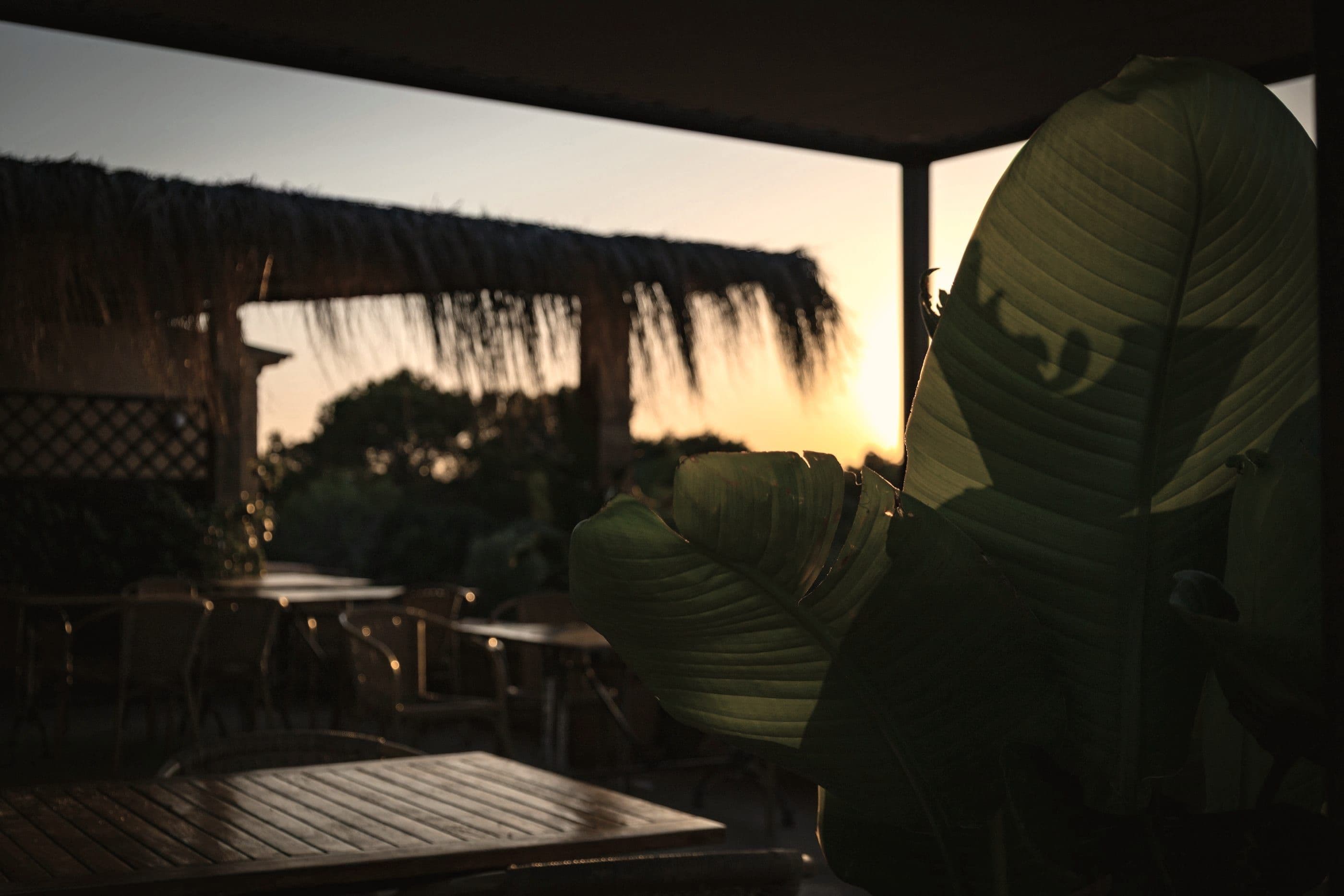 A covered wood terrace at sunset, banana leaves dark against the low sun.