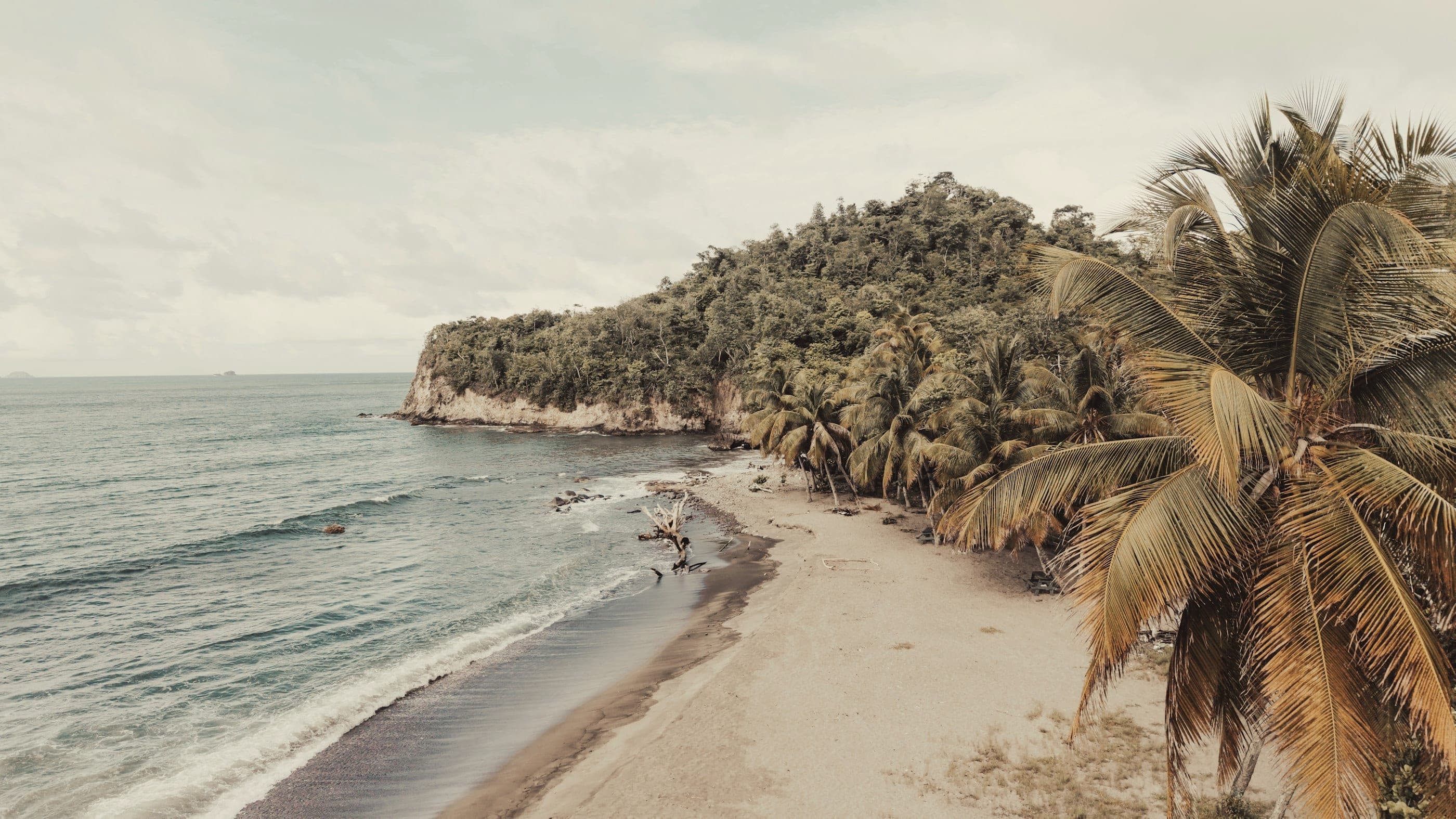 Dark sand at the jungle's edge, palms and driftwood under a grey sky.