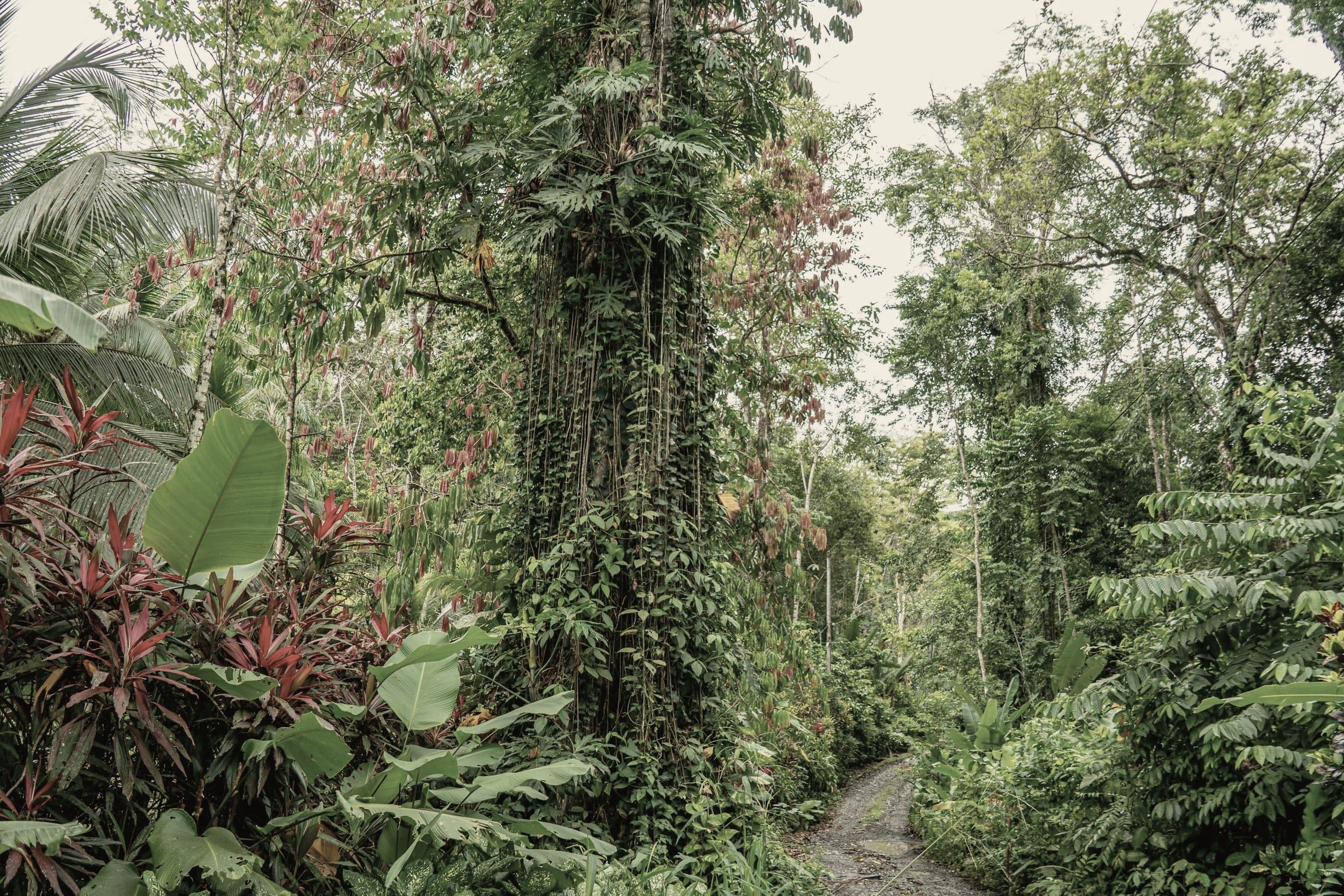 A path through tropical understory, a vine-wrapped trunk in the foreground.