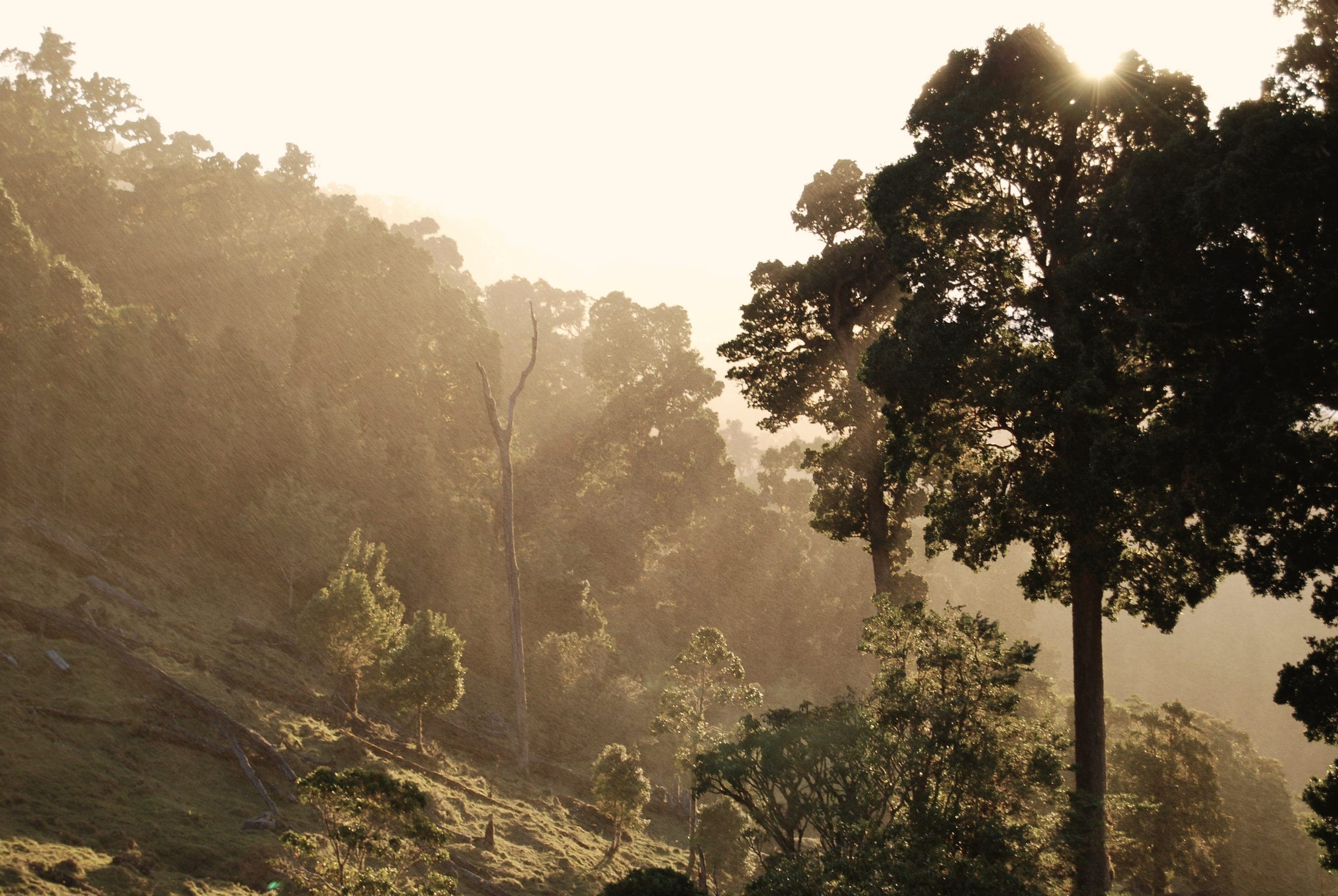 Sunrise haze over a forested slope, tall trees standing into the light.