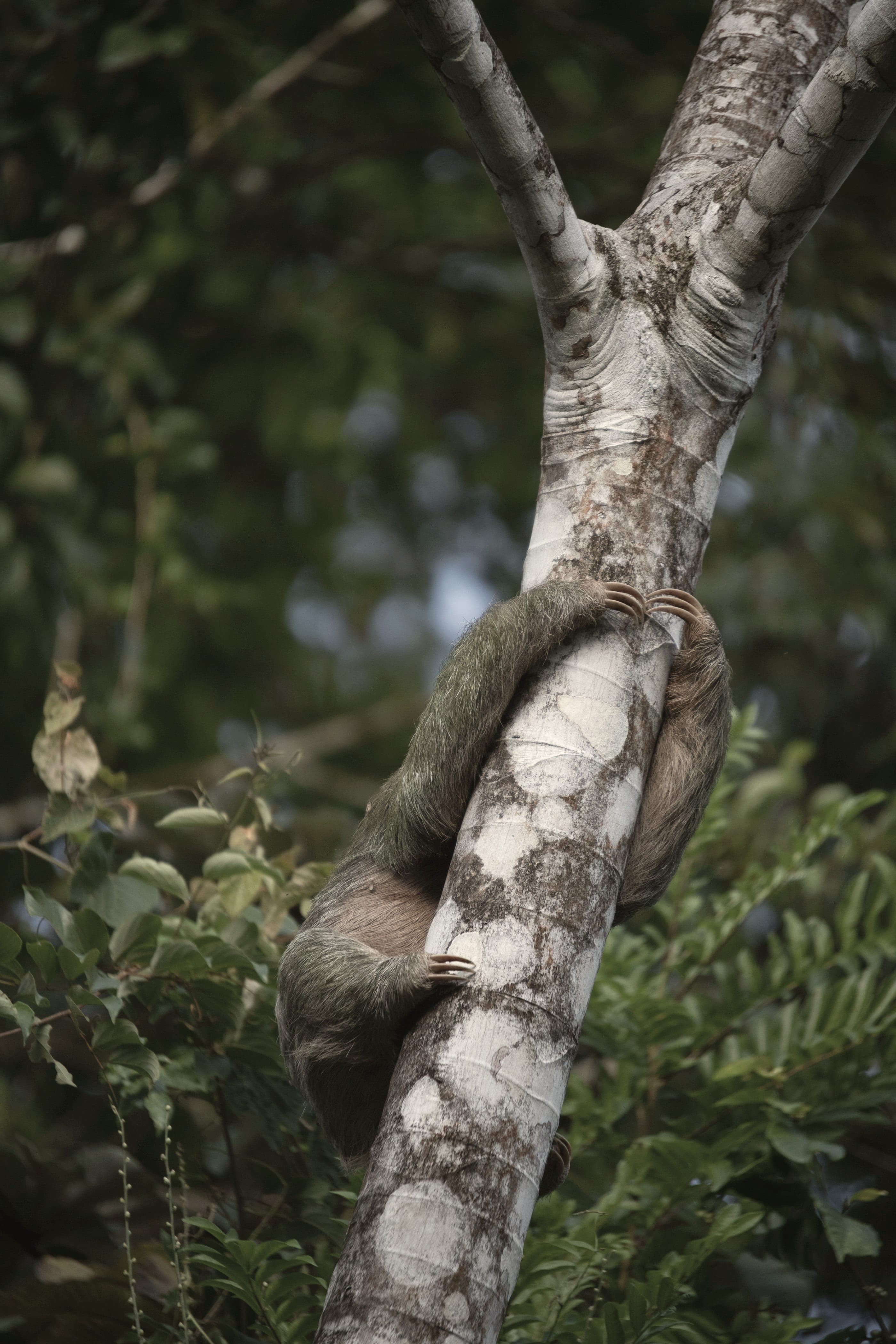A sloth curled on a high branch, seen from below.